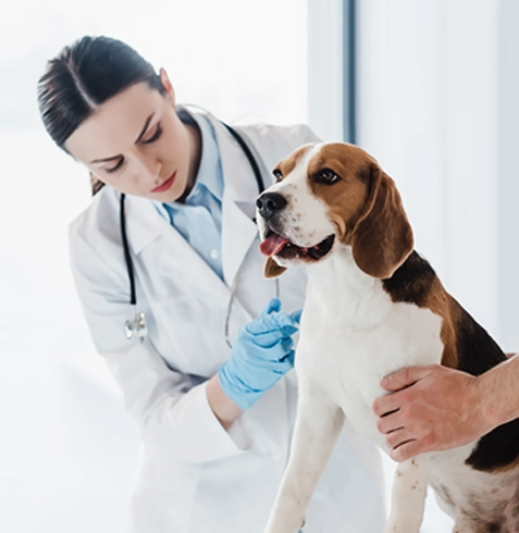 Büyükçekmece Veteriner